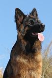 BERGER ALLEMAND 065
